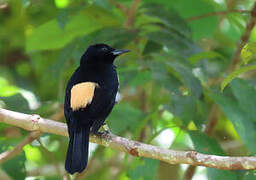 Fulvous-crested Tanager