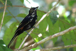 Fulvous-crested Tanager