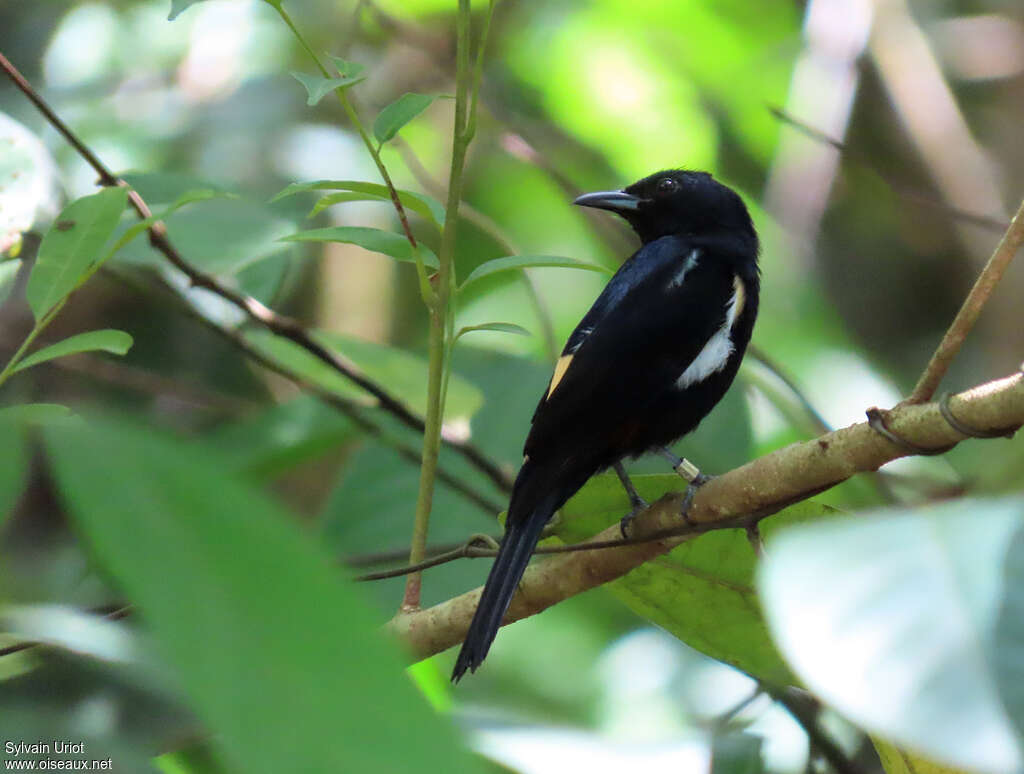 Fulvous-crested Tanager male adult, habitat, pigmentation