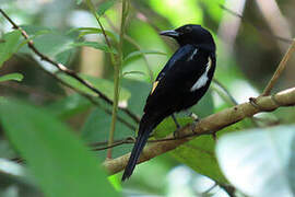 Fulvous-crested Tanager