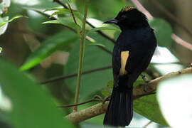 Fulvous-crested Tanager