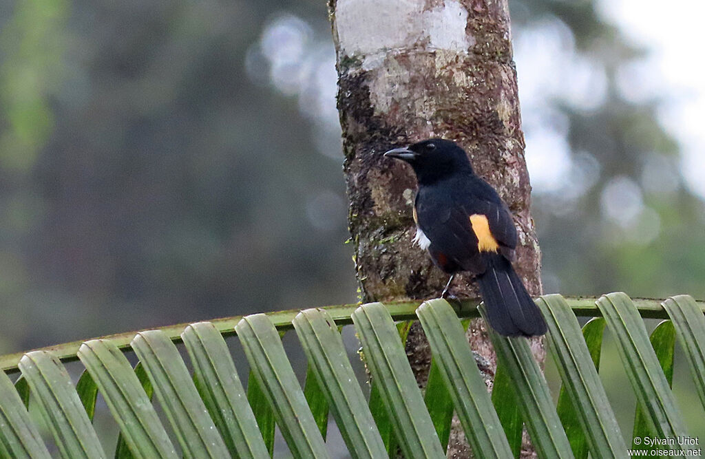 Fulvous-crested Tanager male adult