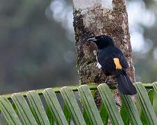 Fulvous-crested Tanager