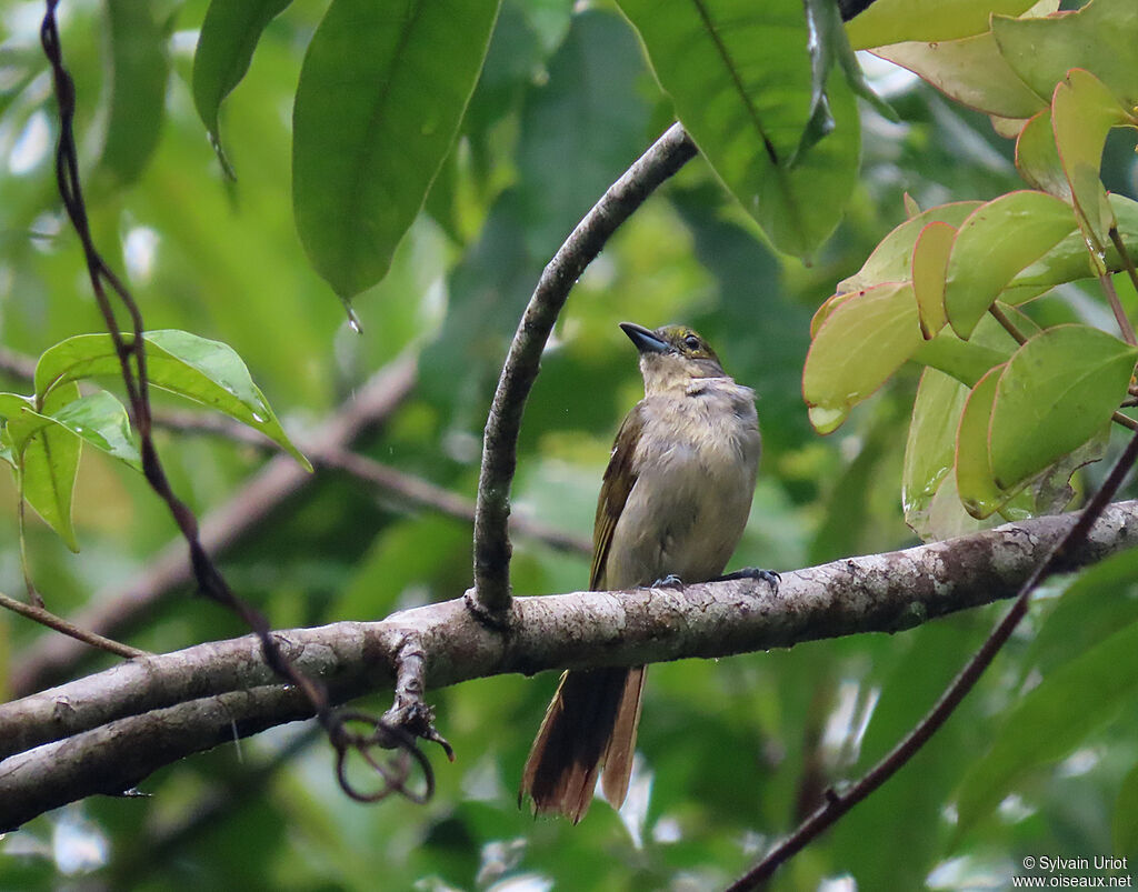 Fulvous-crested Tanager female adult