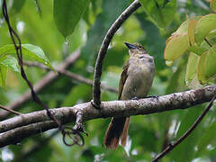 Fulvous-crested Tanager