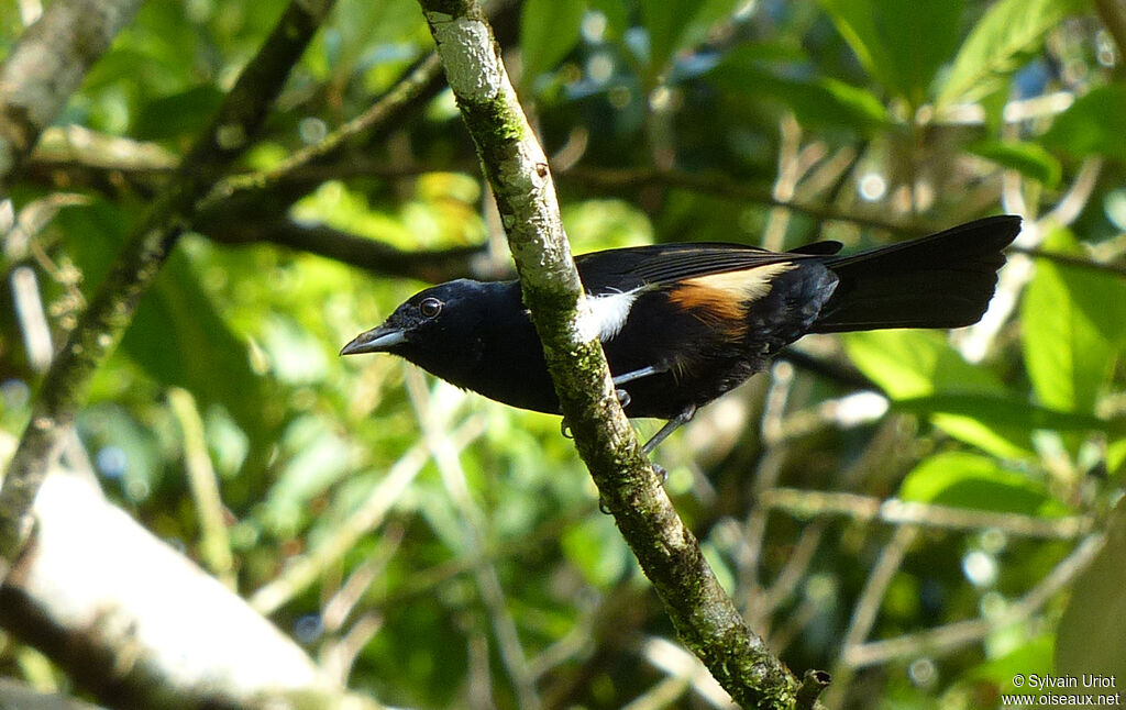 Fulvous-crested Tanager male adult