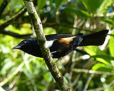 Fulvous-crested Tanager