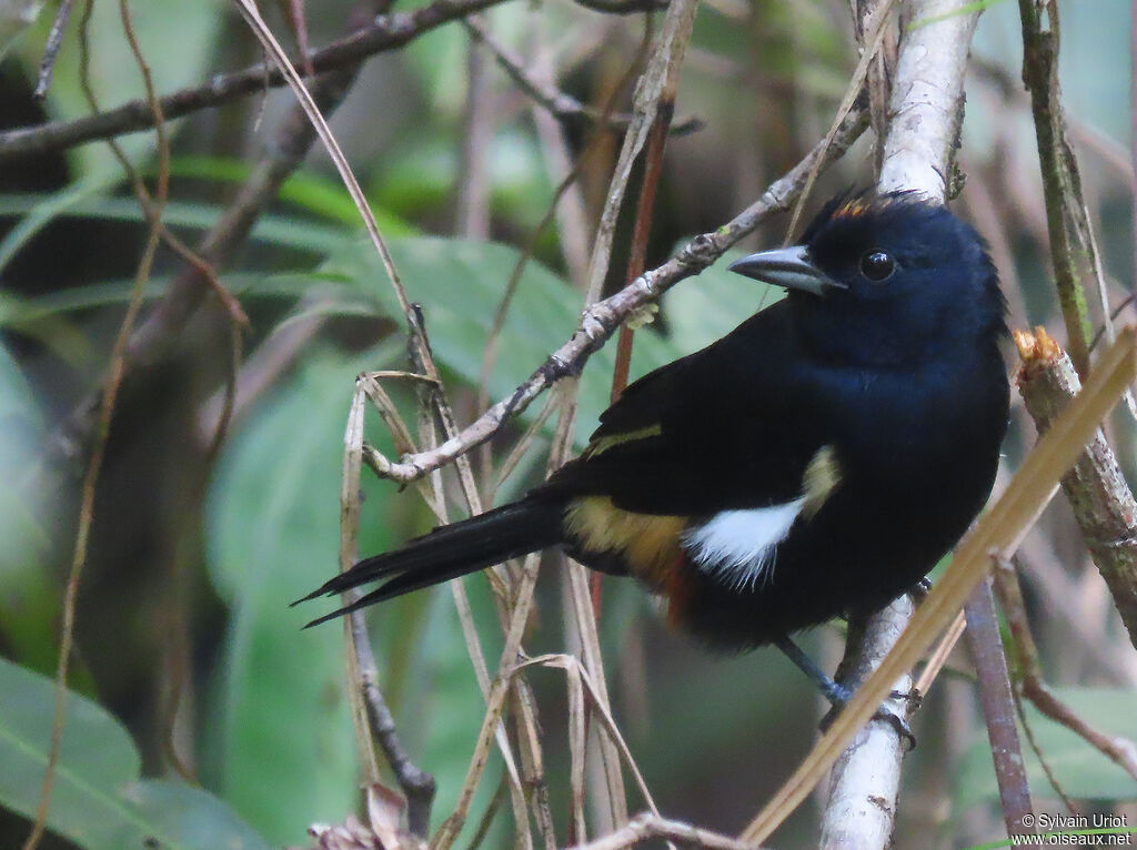 Fulvous-crested Tanager male adult