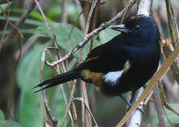 Fulvous-crested Tanager