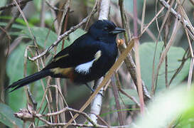 Fulvous-crested Tanager