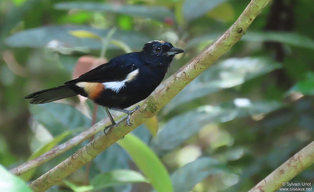 Fulvous-crested Tanager male adult