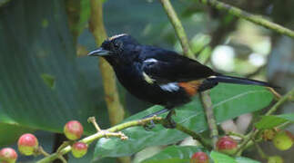 Fulvous-crested Tanager