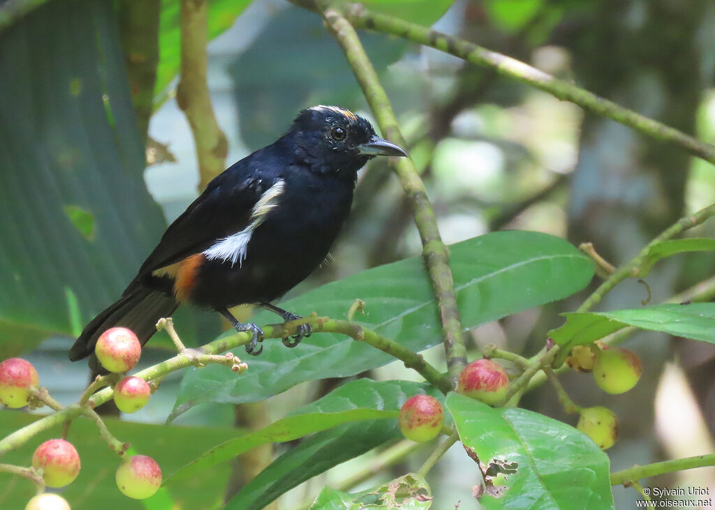 Fulvous-crested Tanager male adult