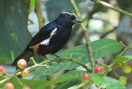 Fulvous-crested Tanager