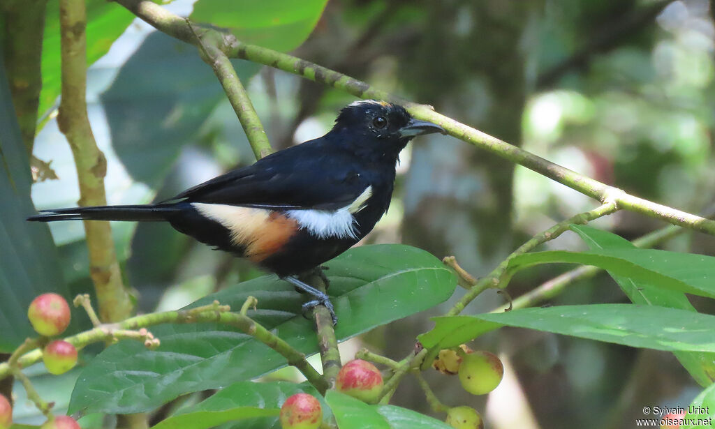 Fulvous-crested Tanager male adult