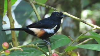 Fulvous-crested Tanager