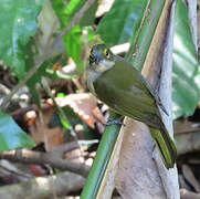 Fulvous-crested Tanager