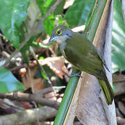 Fulvous-crested Tanager