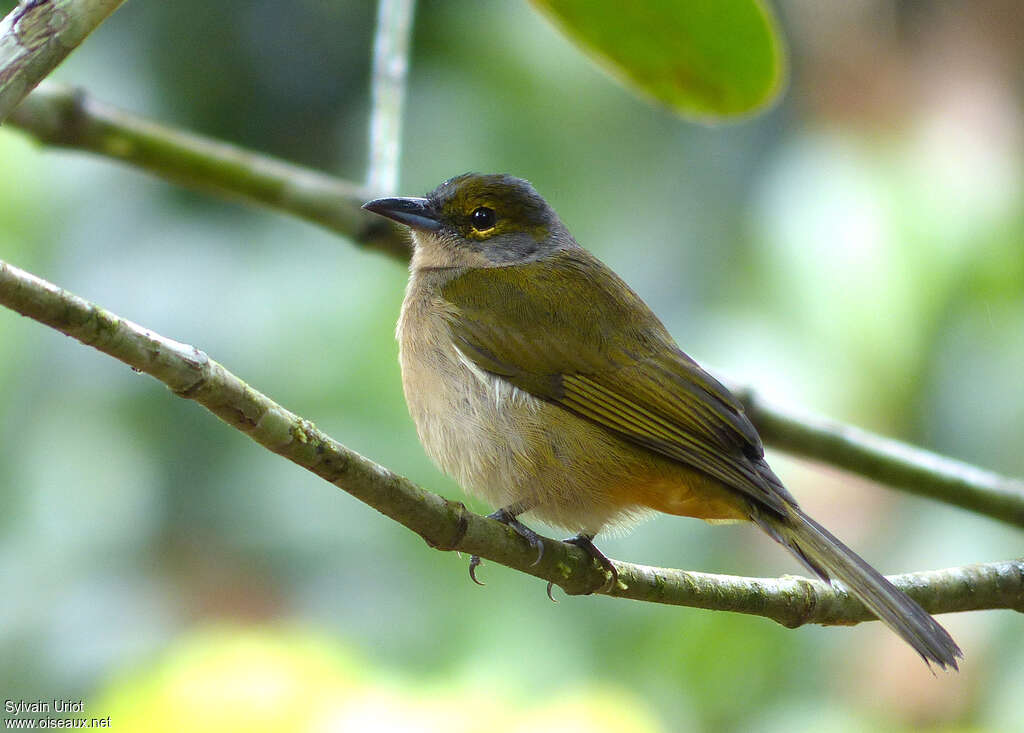 Tangara à crête fauve femelle adulte, identification