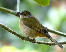 Fulvous-crested Tanager