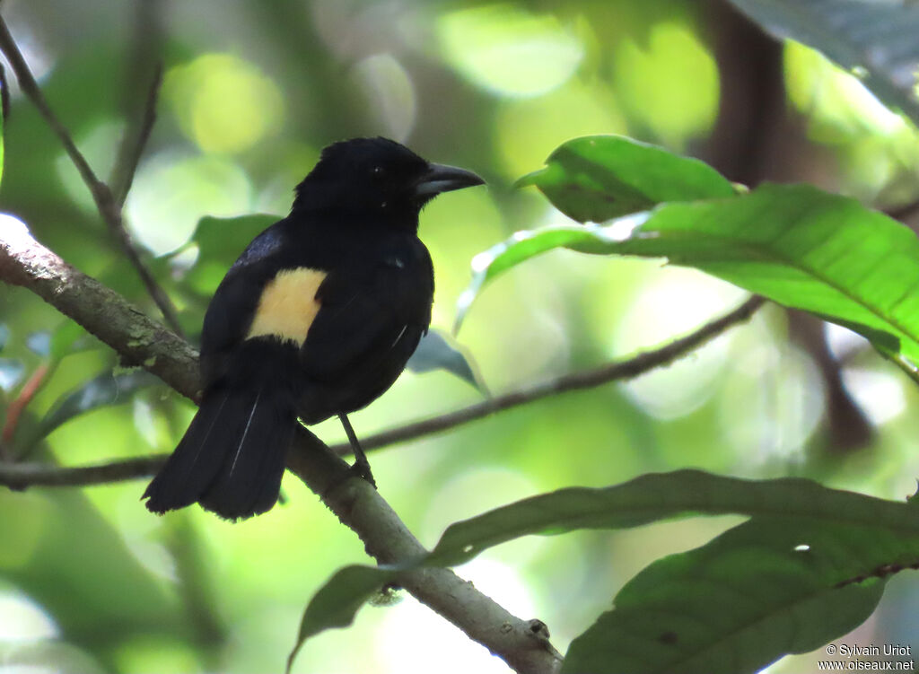 Fulvous-crested Tanager male adult