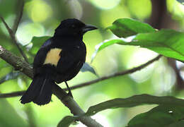 Fulvous-crested Tanager