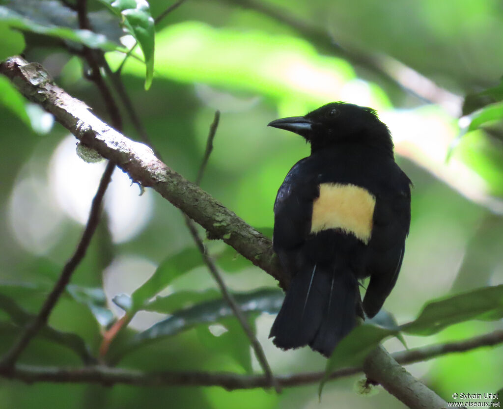 Fulvous-crested Tanager male adult