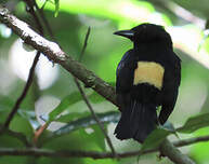 Tangara à crête fauve