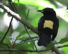 Fulvous-crested Tanager