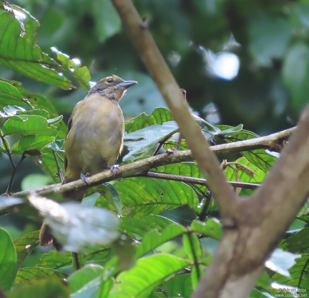 Tangara à crête fauve