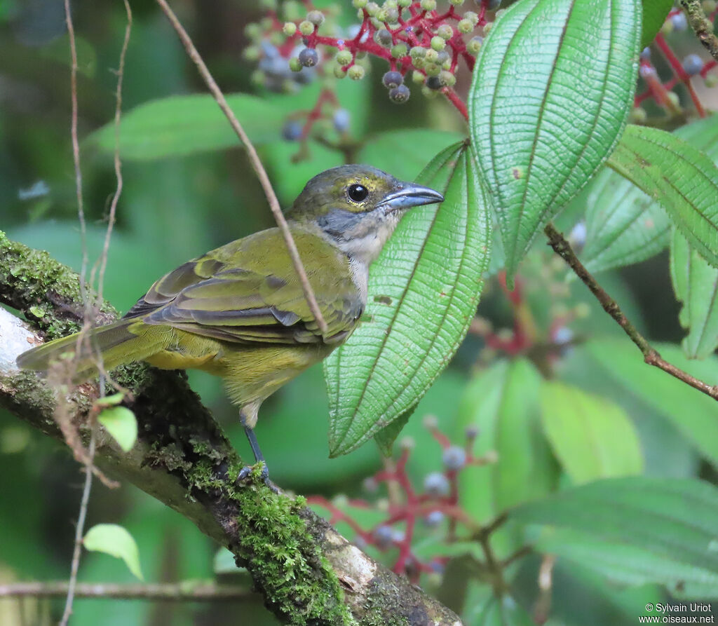 Fulvous-crested Tanager