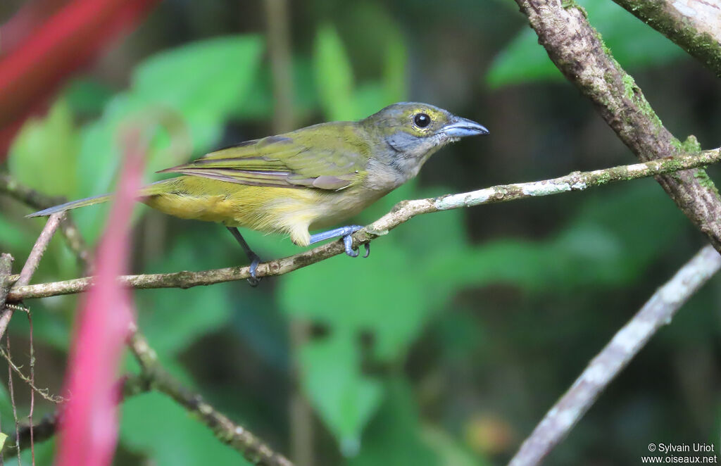 Fulvous-crested Tanager