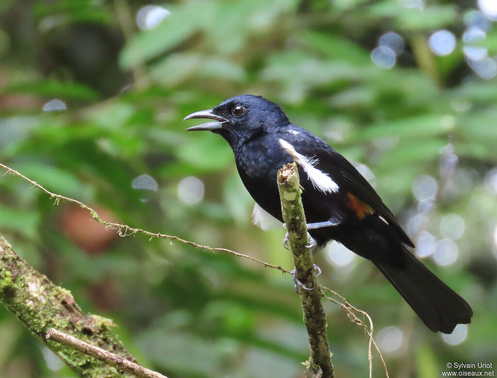 Fulvous-crested Tanager