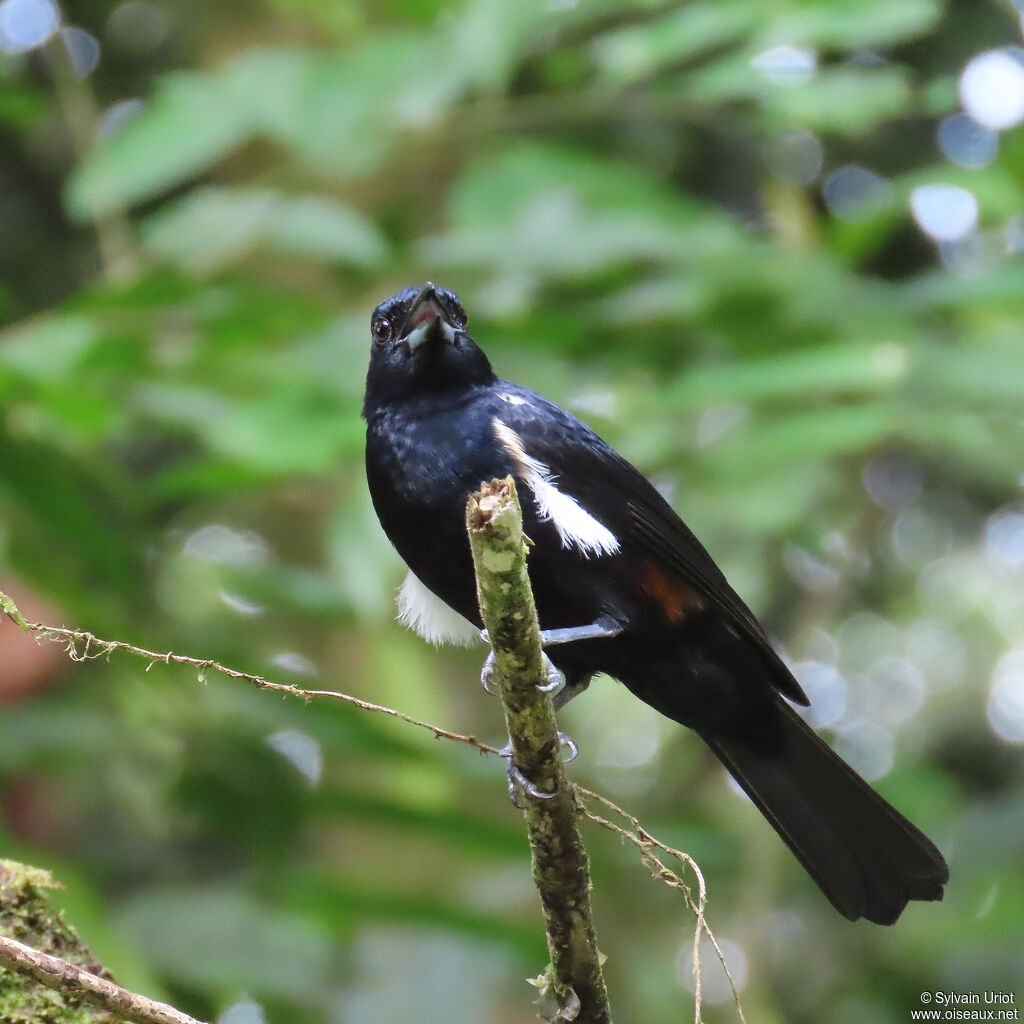 Fulvous-crested Tanager