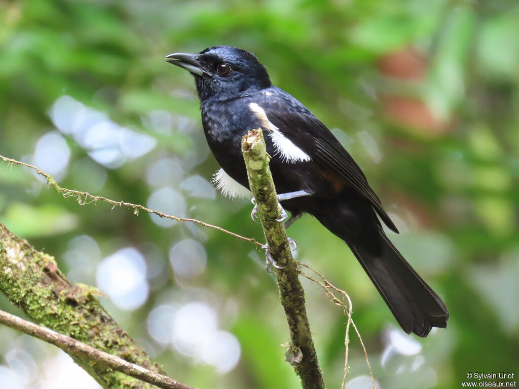 Fulvous-crested Tanager