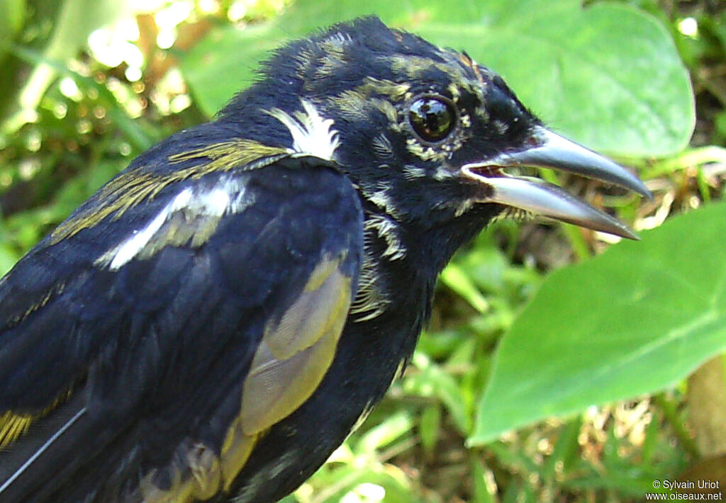 Fulvous-crested Tanager male immature