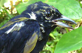 Fulvous-crested Tanager