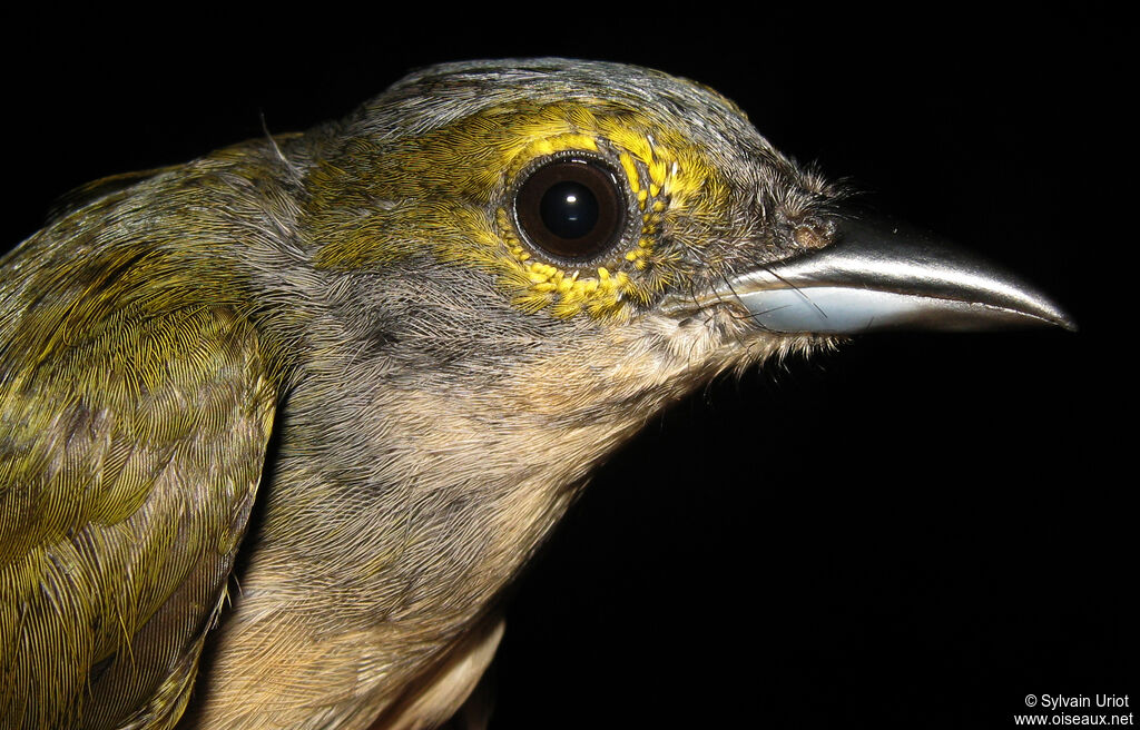 Fulvous-crested Tanager female adult