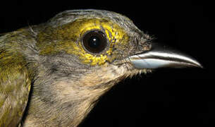 Fulvous-crested Tanager