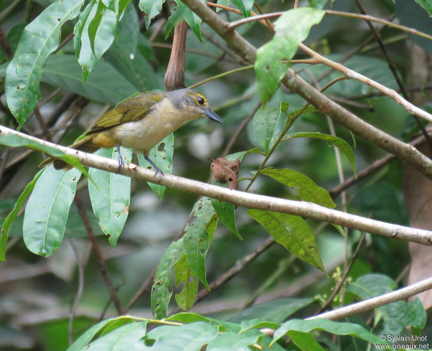 Fulvous-crested Tanager female adult