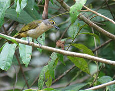 Fulvous-crested Tanager