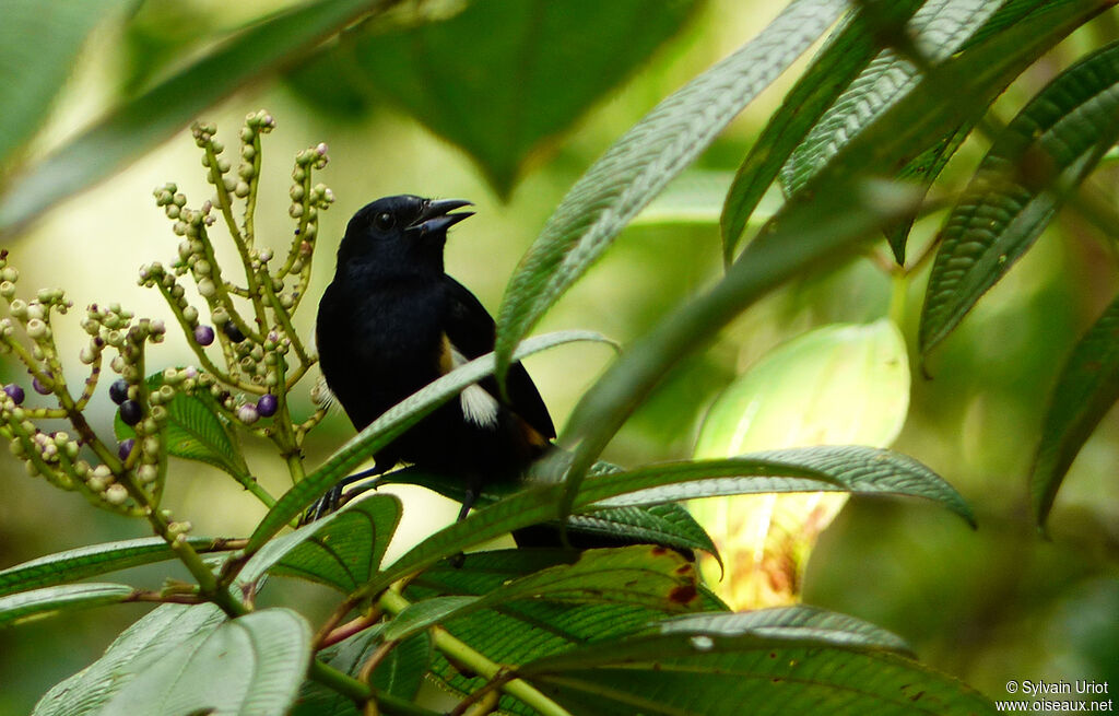 Fulvous-crested Tanager male adult