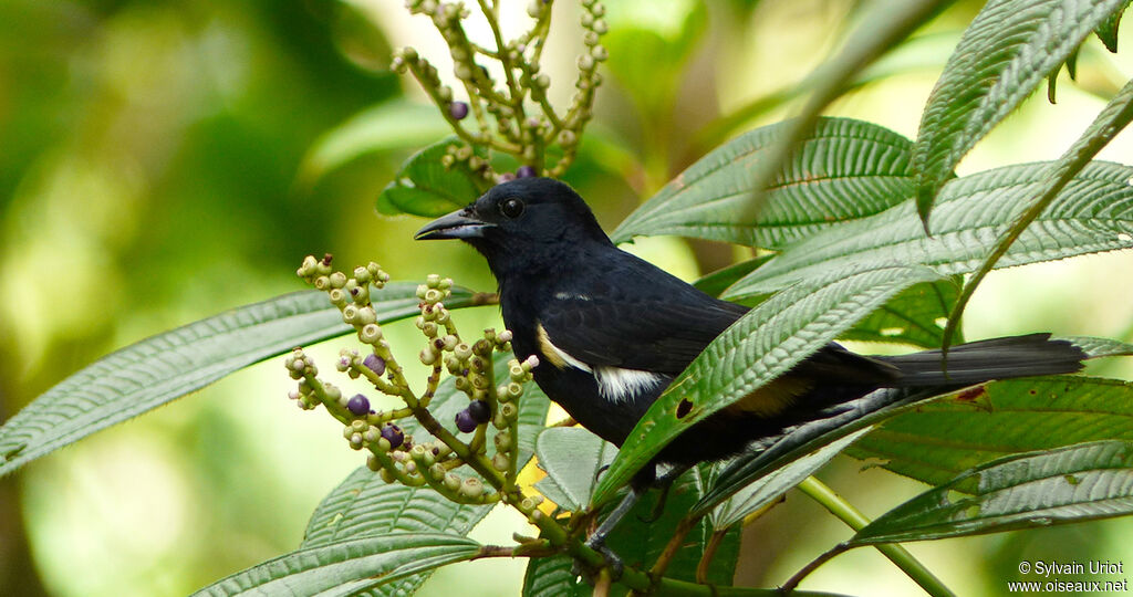 Fulvous-crested Tanager male adult