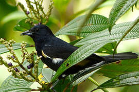 Fulvous-crested Tanager