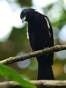 Fulvous-crested Tanager