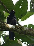 Fulvous-crested Tanager