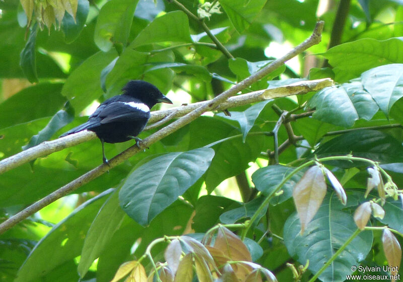 White-shouldered Tanager male adult
