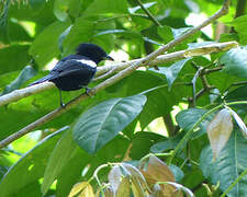 White-shouldered Tanager