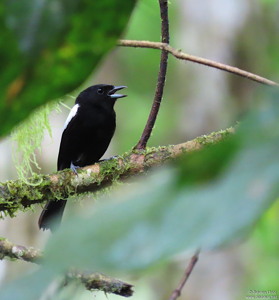 White-shouldered Tanager male adult