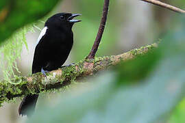 White-shouldered Tanager